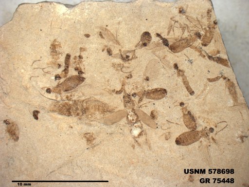 Insecta