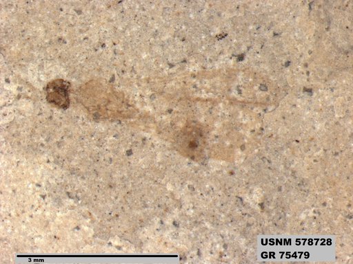 Insecta