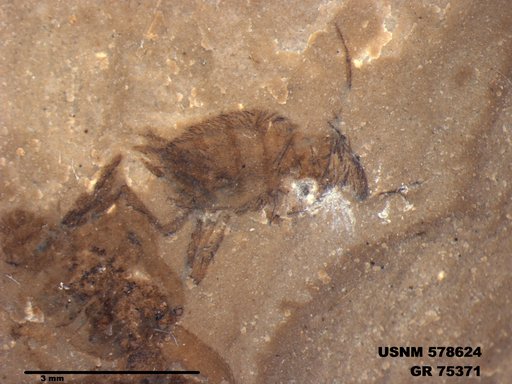 Insecta