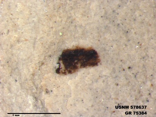 Insecta