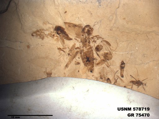Insecta