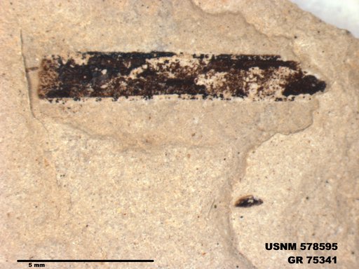 Genus sp