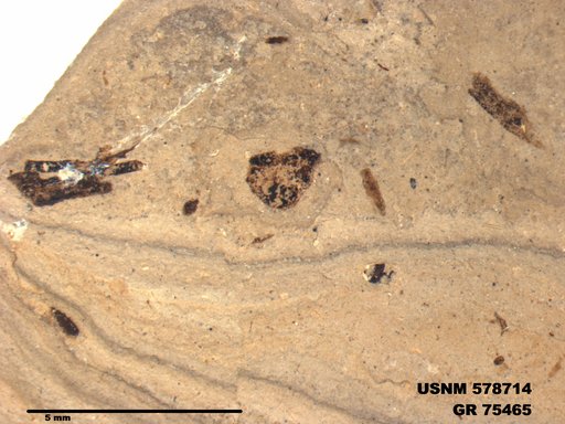 Insecta
