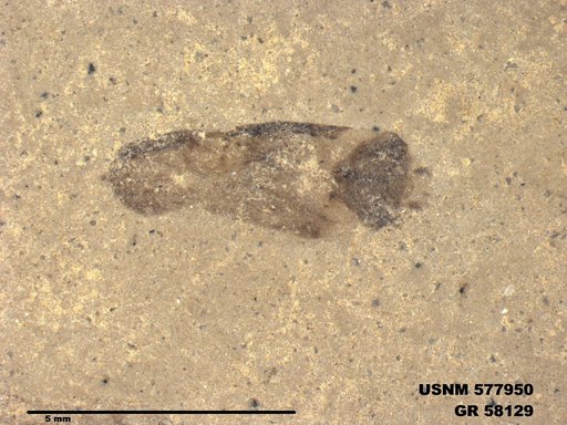 Genus sp