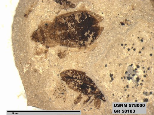Genus sp
