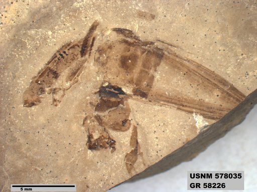 Insecta