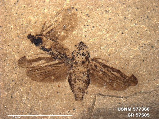 Genus sp