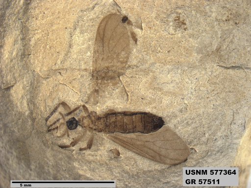 Insecta