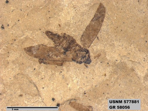 Genus sp