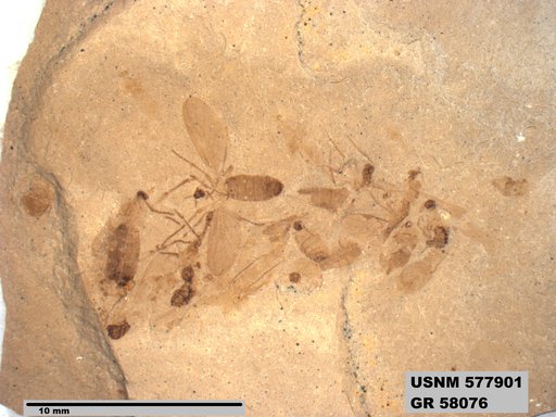 Insecta