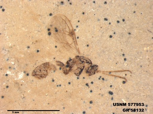Insecta
