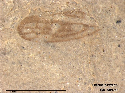 Insecta