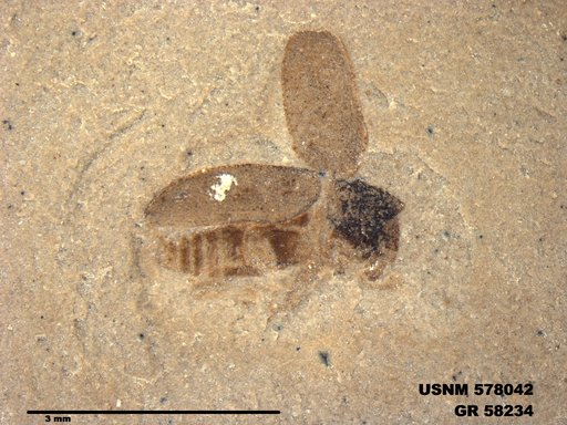 Insecta