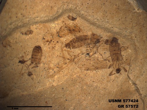 Insecta