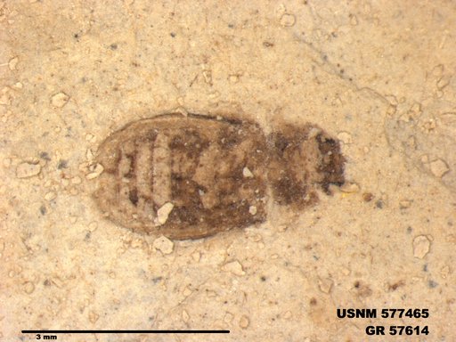 Insecta