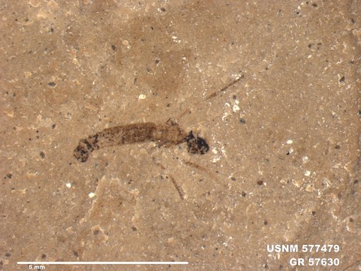 Insecta