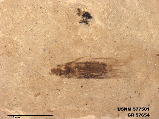 Genus sp