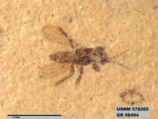 Insecta