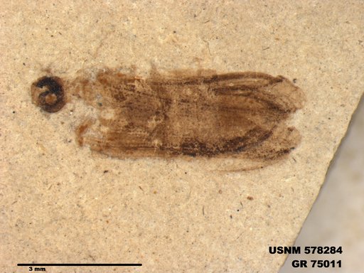 Insecta