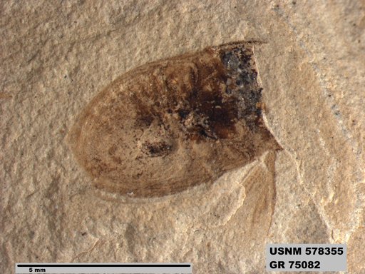 Insecta