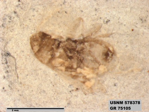 Genus sp