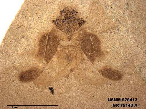 Genus sp