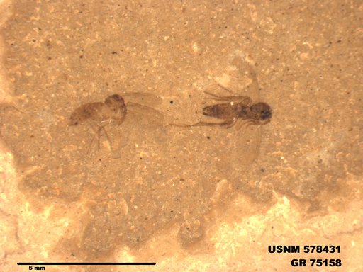 Genus sp