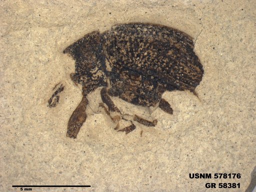 Insecta