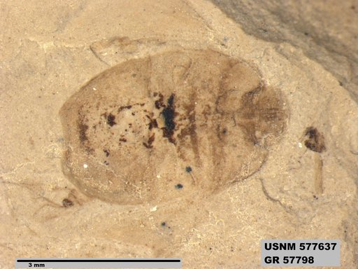 Insecta