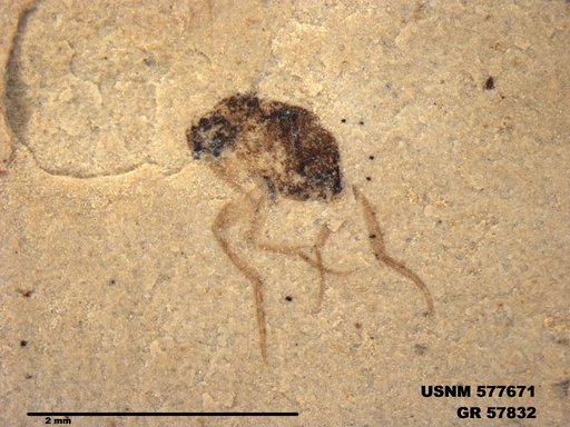 Insecta