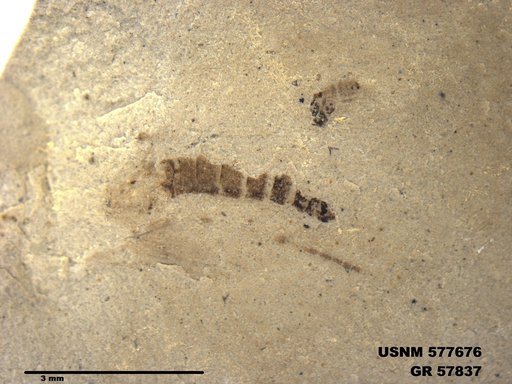 Insecta