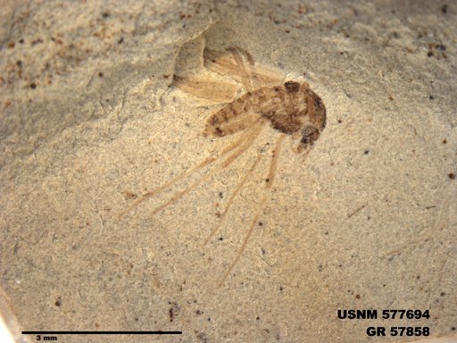 Insecta