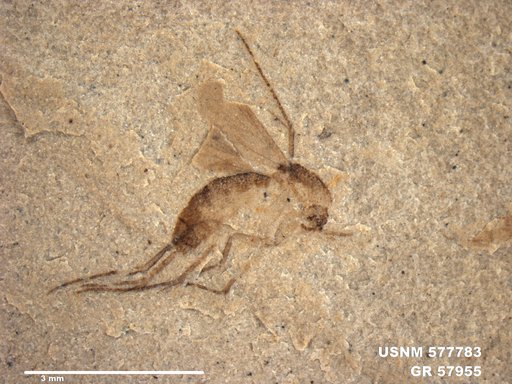 Insecta