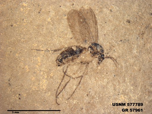 Insecta