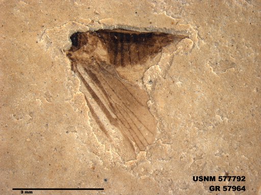 Genus sp
