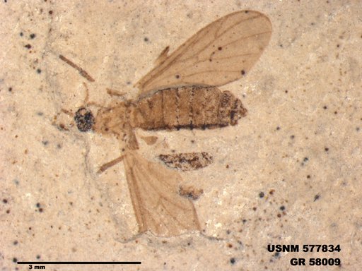 Insecta