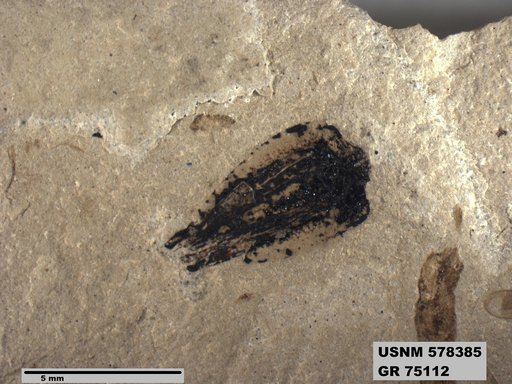Genus sp