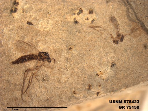 Genus sp