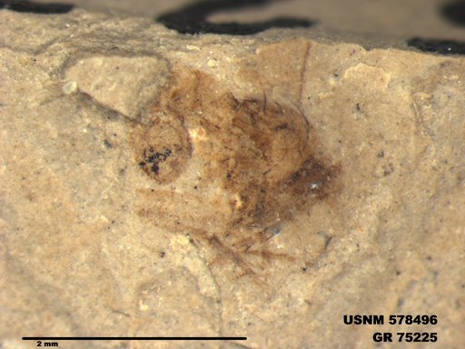 Genus sp