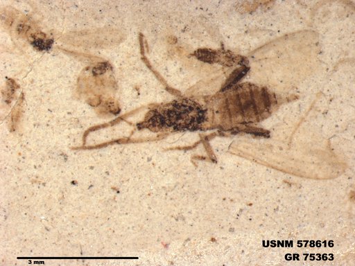 Genus sp