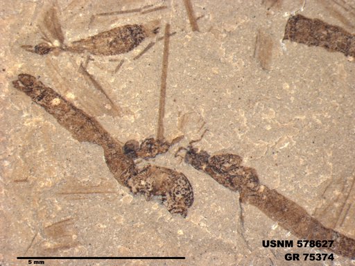 Genus sp