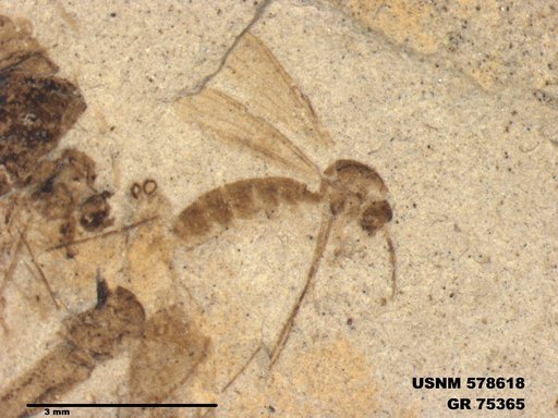 Genus sp
