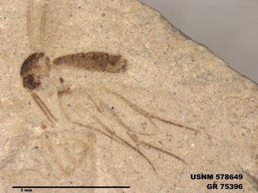 Insecta