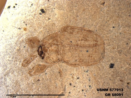 Insecta
