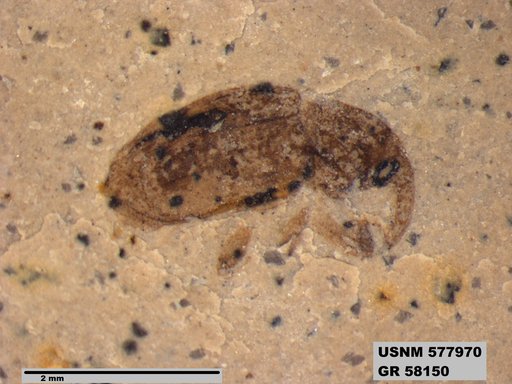 Insecta