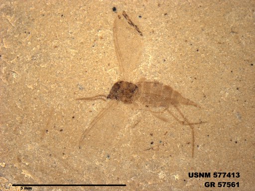 Insecta