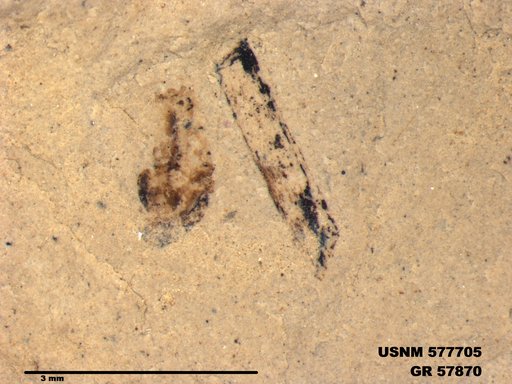 Insecta