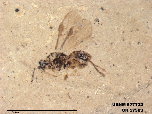 Insecta