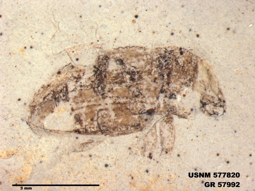 Insecta