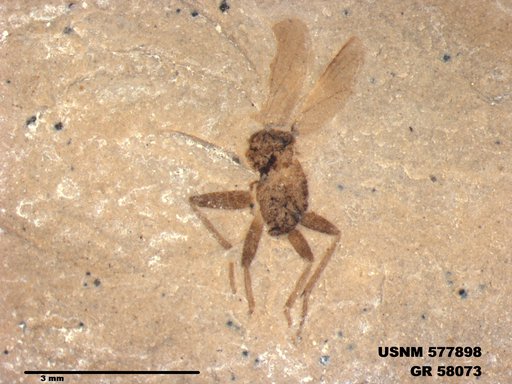 Insecta